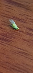 Cicadellidae