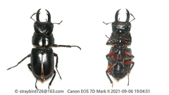 Dorcus rubrofemoratus