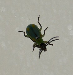Diabrotica longicornis