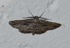 Iridopsis obliquaria