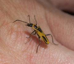 Chauliognathus scutellaris