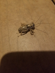 Cyphoderris