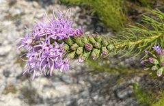 Liatris glandulosa