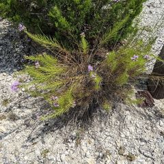 Liatris glandulosa
