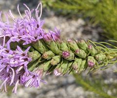 Liatris glandulosa