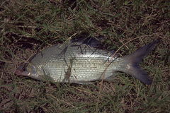 Characiformes