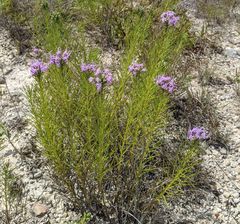 Liatris glandulosa