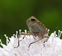 Agonoscelis versicoloratus