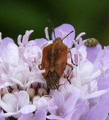 Agonoscelis versicoloratus