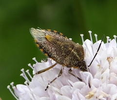 Agonoscelis versicoloratus