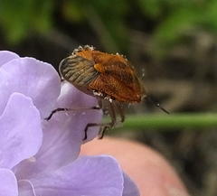 Agonoscelis versicoloratus