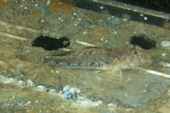 Nesogobius