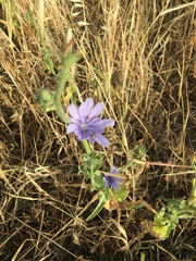 Cichorium pumilum