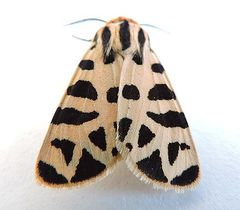 Apantesis incorrupta