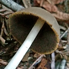 Psathyrella longipes image