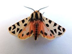 Apantesis incorrupta