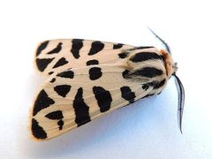 Apantesis incorrupta