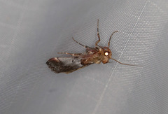 Cacozelia basiochrealis