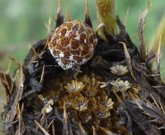 Sphaerocoris testudogrisea