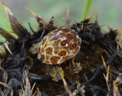 Sphaerocoris testudogrisea