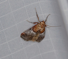 Cacozelia basiochrealis