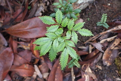 Ptisana attenuata