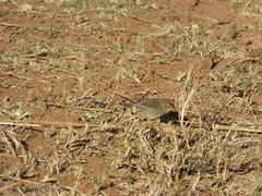 Cisticola fulvicapilla fulvicapilla