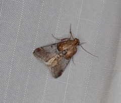 Cacozelia basiochrealis