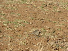 Cisticola fulvicapilla fulvicapilla