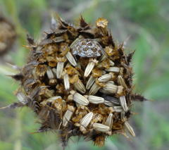 Berkheya radula