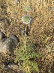 Echinops adenocaulos