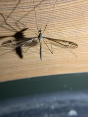 Tipula eluta
