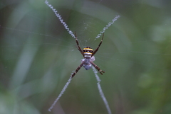 Argiope caledonia