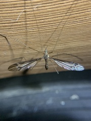 Tipula eluta