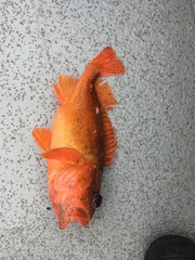 Sebastes constellatus