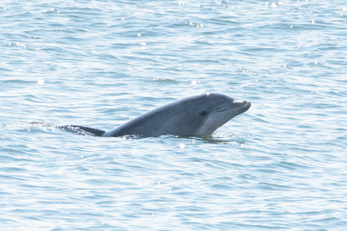 Tamanend's Bottlenose Dolphin photographed in New York