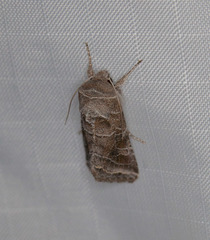 Eriopygini