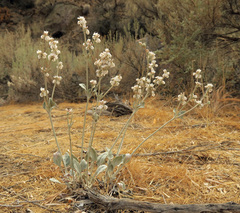 Eriogonum niveum