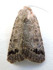 Anorthodes triquetra