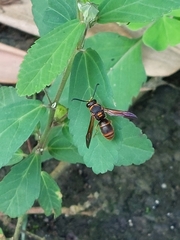 Anterhynchium flavomarginatum