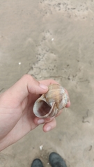 Cryptonatica janthostoma