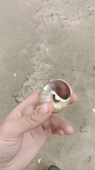 Cryptonatica janthostoma