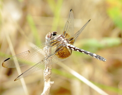 Dythemis fugax