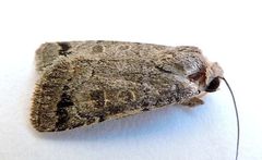 Anorthodes triquetra