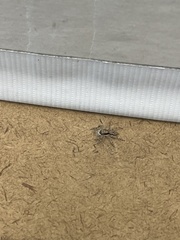 Menemerus bivittatus