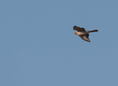 Accipiter cooperii