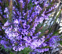 Muraltia juniperifolia