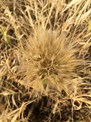 Tragopogon coelesyriacus