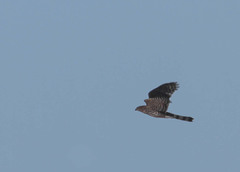 Accipiter cooperii