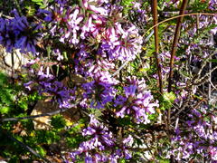 Muraltia juniperifolia